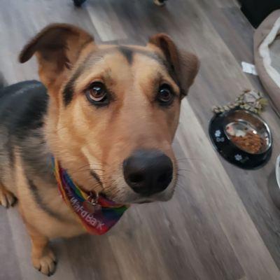 Dog picture is for attention, has nothing to do w/insurance except me saving money means more treats for him.