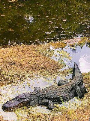 Crikey...it's Friday.