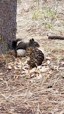 The squirrels are everywhere, but in a friendly way. Caught this one munching a pine cone like it was Thanksgiving dinner!