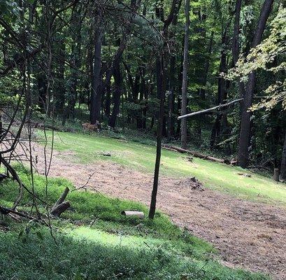 Lamberto's Lawn and tree services