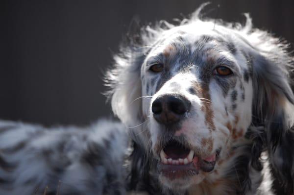 Abbey out in the yard.