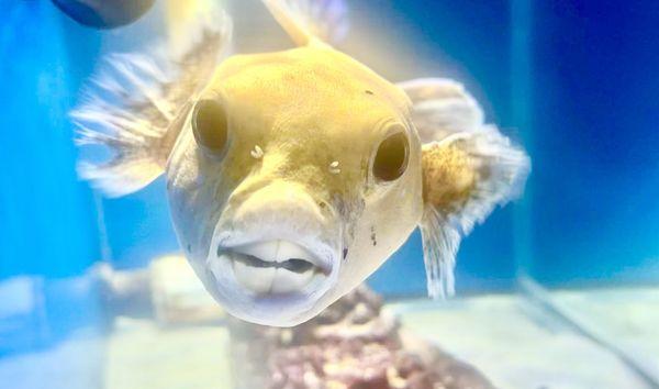 Dna Aquatics