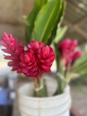 Nozawa's Fresh Kahuku Corn
