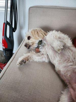 Waggin' West Kennels And Grooming Center