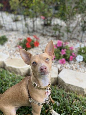 South Tampa Dog Walking & Pet Sitting