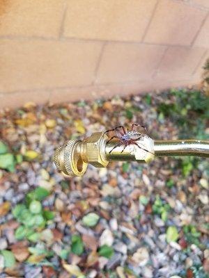 Bighorn Pest Control