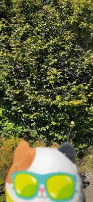 Newell Creek Canyon Nature Park