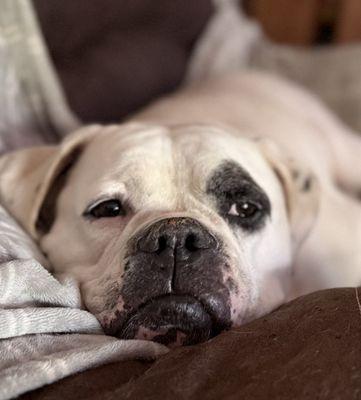 Jaxxon's face, just for reference.