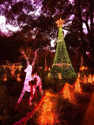 Celebration Of Lights