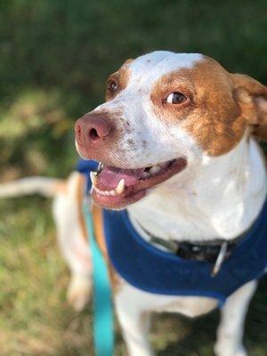 No Worries Petsitting