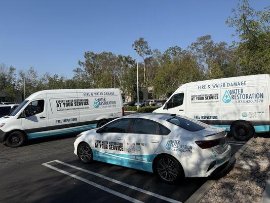 AAA New family members on the way to our clients