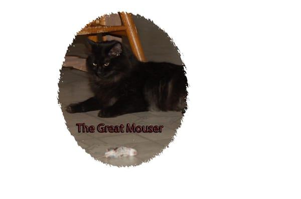 Taylor Pest Management