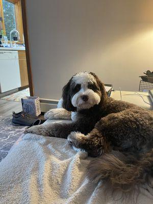 Pet Boarding. Relaxing!!