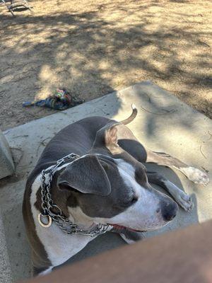 the small dog pin and their seating area