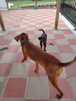 Sweet Dreams Dog Boarding