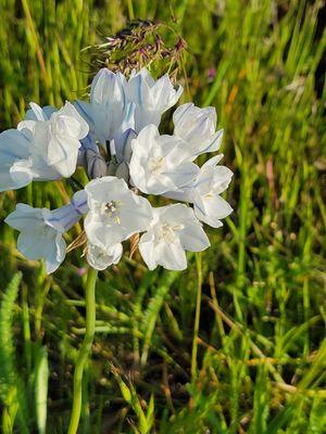 Tom McCall Point hike