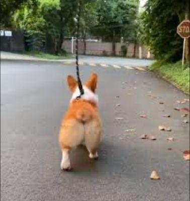 Glenns Tails and Trails