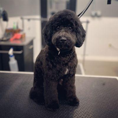 JenniFUR’s grooming by design