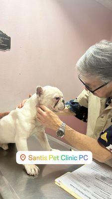 Santis Pet Clinic