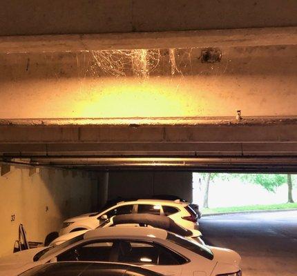 literally tens of thousands of egg sacs each with many thousands of baby spiders. These climb the wall and fill your apts. windows.