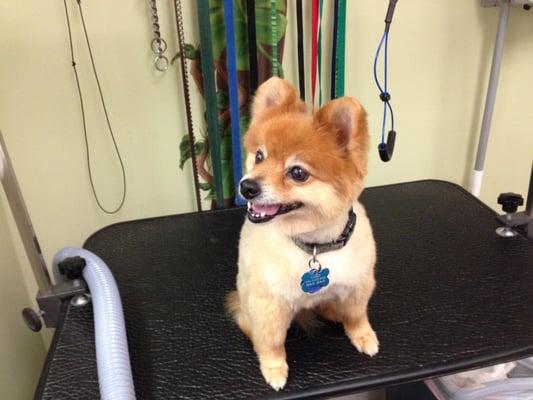 Coastal Goochie Poochie