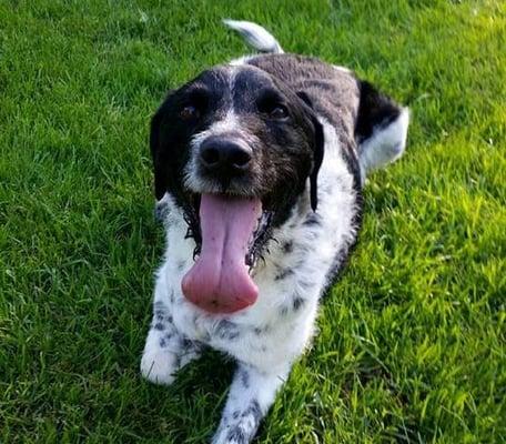 Four Paws Pet Sitting