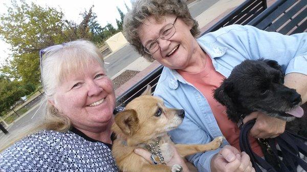 Bark Avenue Westeren Dog Training