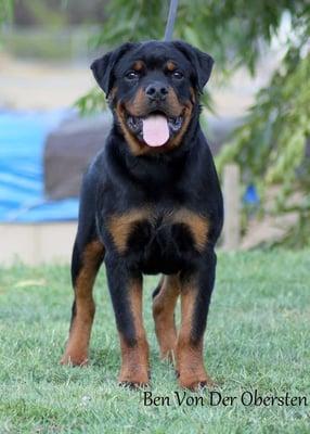 Von der Obersten Rottweilers