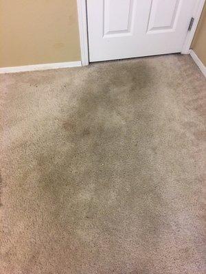 Steam Pro Carpet Care
