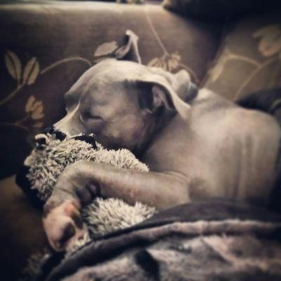 Boston's Crazy Dog Ladies