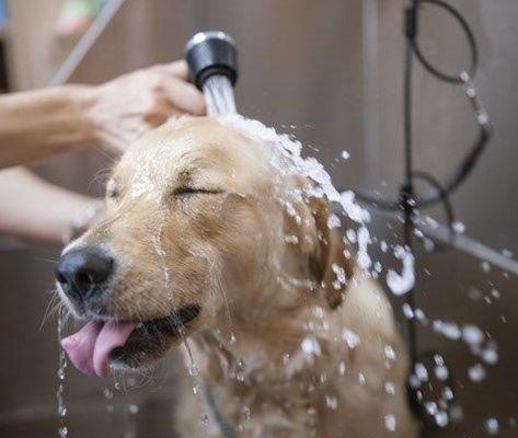 Dirty Doggy Woodstock