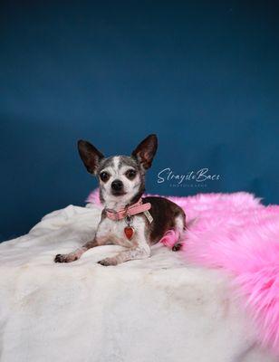 Faithful Companion Pet Cremation Services