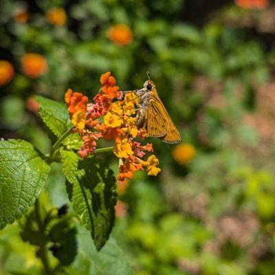 Family Roots Nursery and Garden Center