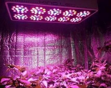 Pepper Grow at Urban Gardens of Jax, Jacksonville's Hydroponic Store under a KIND LED L600 in an ebb and flow system.