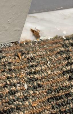 Spanish Trace Apartments