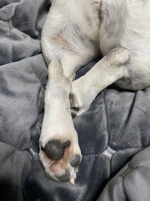 She won't be losing her sexy legs for modeling. Thank you, Dr. Martinez.