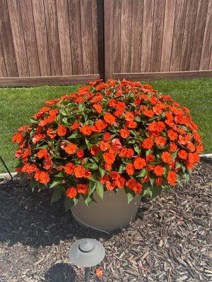 Sapper's Market & Greenhouses