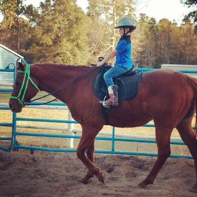 Horse of Course Stables