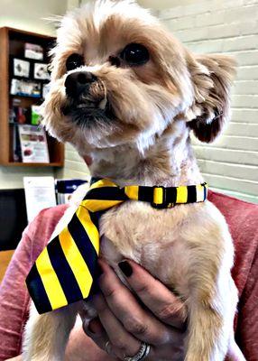 Pawsitive Image Grooming Spa