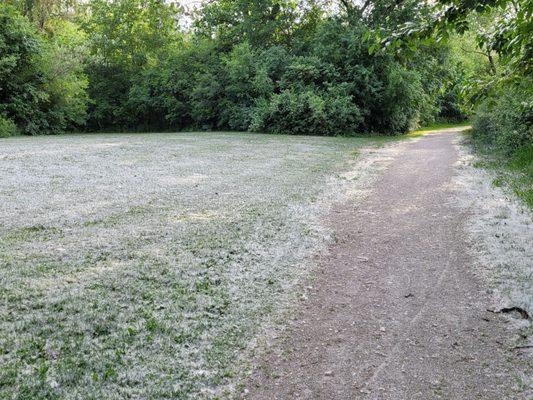 So much pollen on the ground. Looks like snow.