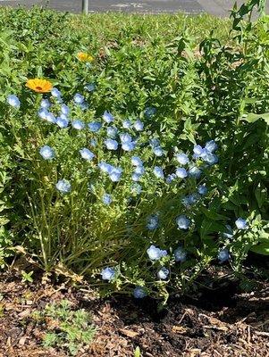 Three Sisters Gardens