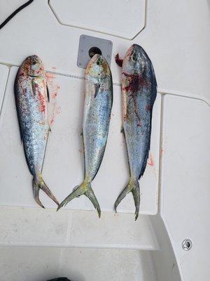 Breakwall Fishing Charters