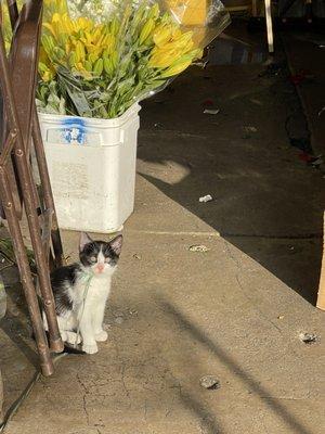 Flower kitten