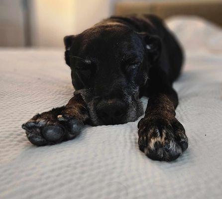 Serene Passage Veterinary