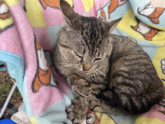 Veterinary Healthcare Associates