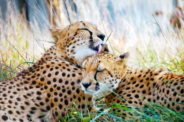 Cheetah siblings