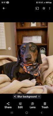 Belegant Pet Services