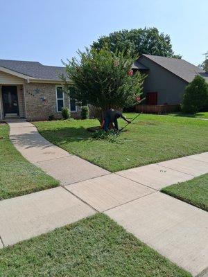 Early Bird Tree Service