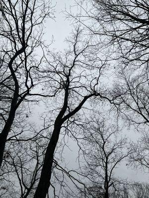 Vining Tree And Property