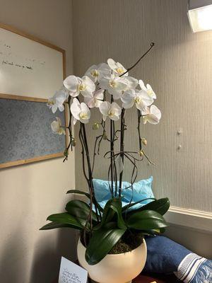 Beautiful orchids from my friend Nanc D!